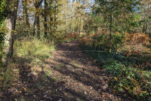 Sentier dans la forêt